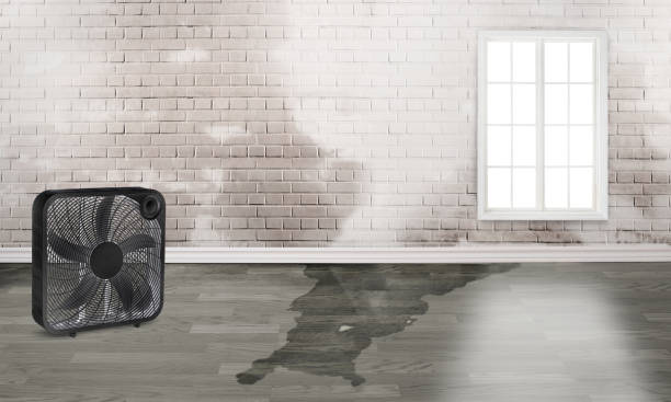 Best Basement water damage restoration  in Country Clu, FL